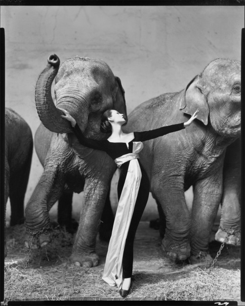  “Dovima with Elephants”. Richard Avedon, circa 1955. 