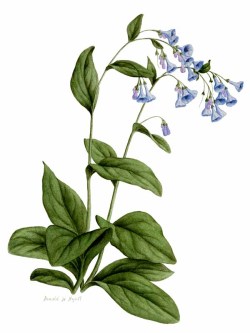 floriographi:  In flower language, bluebells