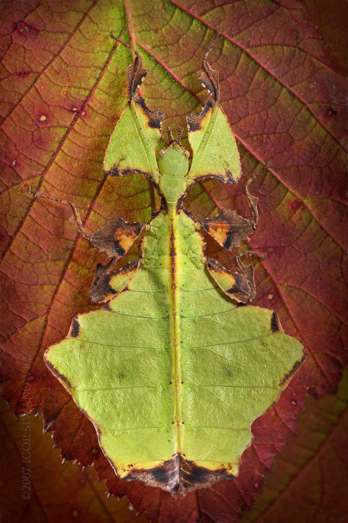 Dead leaf mantis.How does this animal know that he looks like a dead leaf?I find these camouflage co