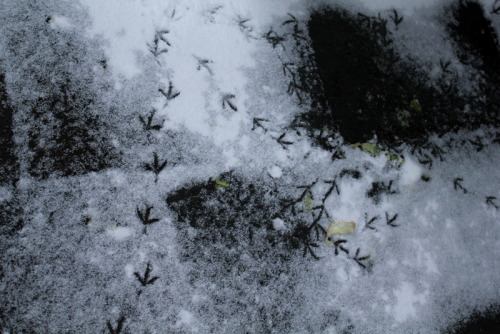 Pigeon footprints in the snow.