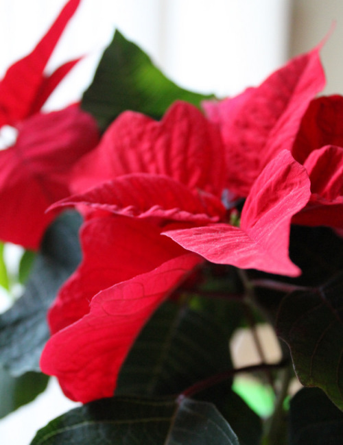 The poinsettia plant!