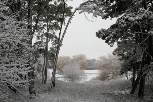 An epic snow fall in Welwyn Garden City - very pretty!