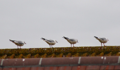 Treated myself to a new lens today and couldn&rsquo;t resist taking a picture of these seagulls all 