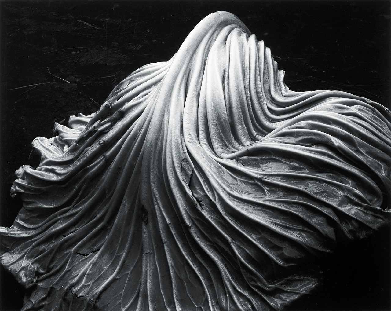 Cabbage Leaf photo by Edward Weston, 1931