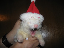 ferret xmas 1