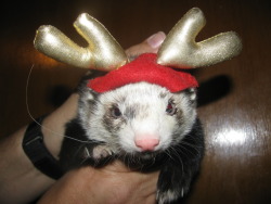 ferret xmas 2