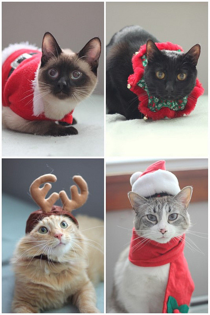 thedaintysquid:My Christmas Kitties! (by The Dainty Squid)