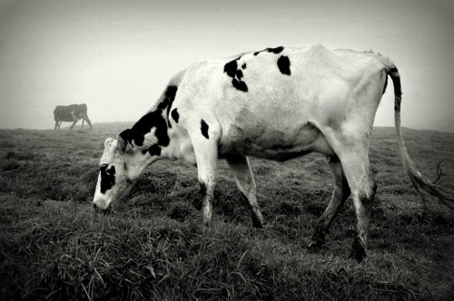 Porn photo Cow dream photo by Luis Filipe Franco