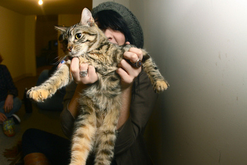*~*~*~hi im a cat~*~*~*