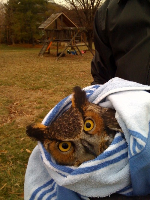 ex-genius:Merry Christmas: Here’s an angry looking owl. 