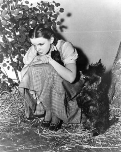 mothgirlwings:  Judy Garland and Toto on the set of The Wizard Of Oz 1939 