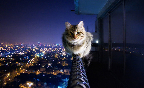 teap0ts:  Cats are fucking badasses 