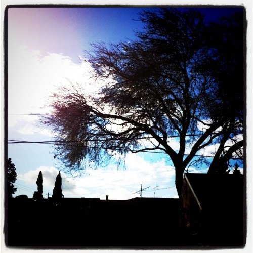 Tree (Taken with instagram)