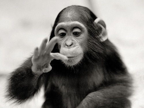 theanimalblog: Bonobo (by etienne de maeyer)