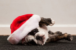 fuckyeahbulldog:  Santa Panda (by Sabrina