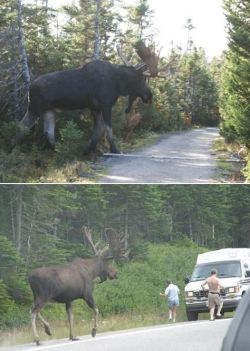 veganpandas:  moose are fucking huge