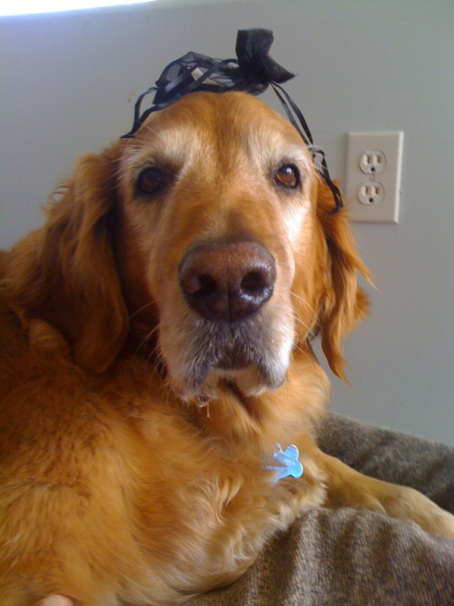 I put a bag on his head.  He didn&rsquo;t seem to mind, oddly enough.I love my doggg he&rsquo;s such