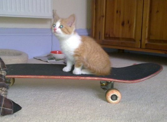 carnivoreanimals:  My friend’s kitten skateboards, your argument is invalid. 