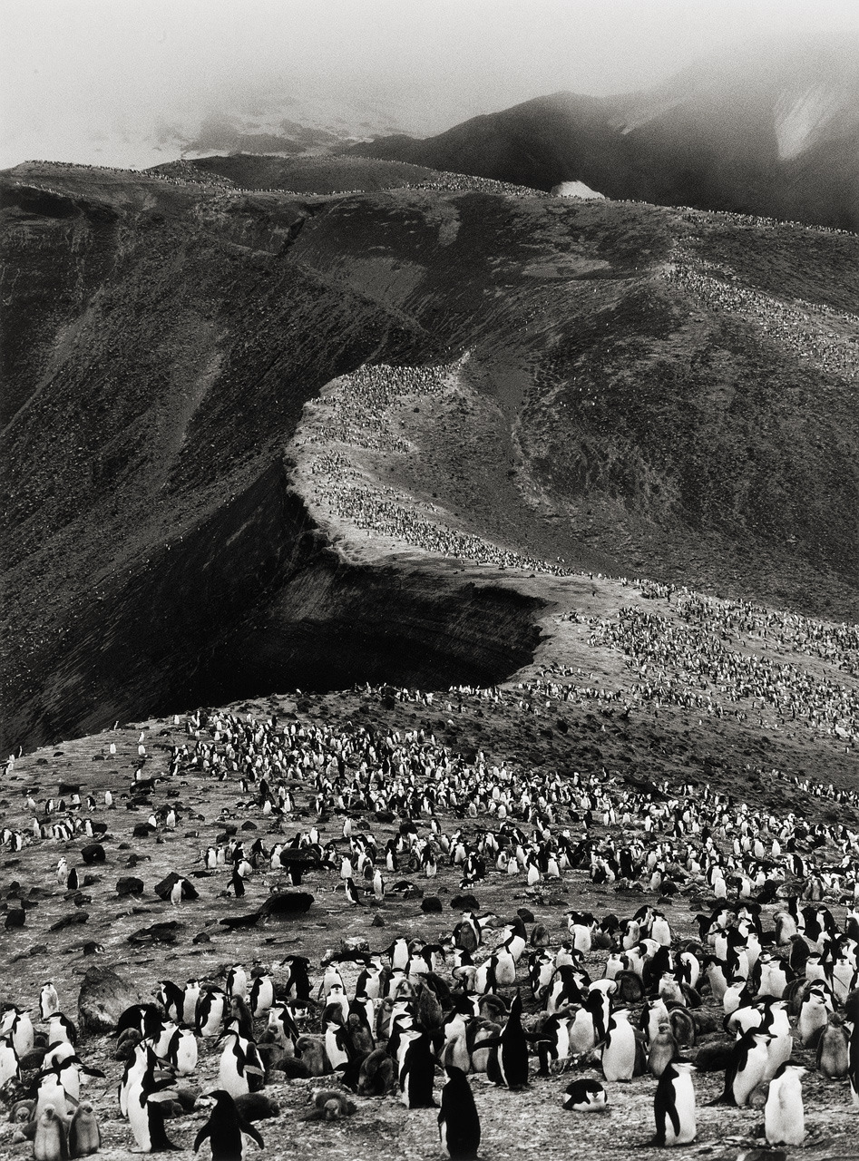 Chinstrap Penguins, Bailey Head, Deception Island photo by Sebastião Salgado; Genesis