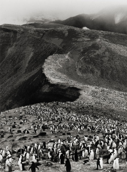 Chinstrap Penguins, Bailey Head, Deception Island photo by Sebastião Salgado; Genesis series, 2005