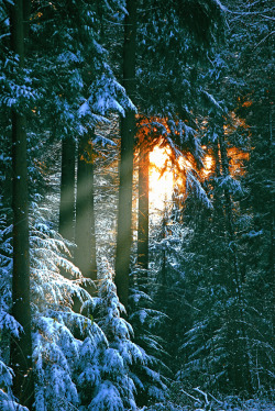 magicalnaturetour:  Comfortably nestled in the Forest Snow by Vainsang ~ This was taken in the Sonian Forest near Brussels :)