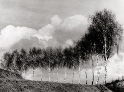 Birch trees and clouds photo by Robert Bothner,