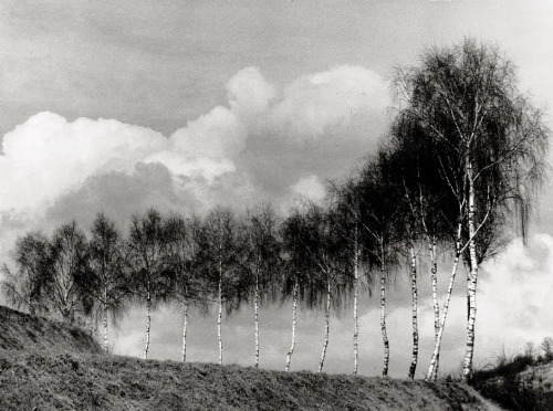 Porn photo Birch trees and clouds photo by Robert Bothner,