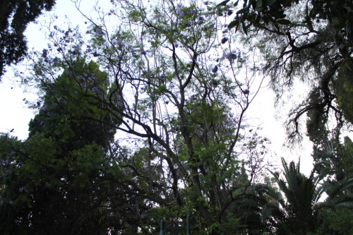 Y las jacarandas siguen floreando  “Todo ha cambiado tanto … el lucero de la tarda se suele ocultar detrás del aire espeso de la ciudad; los niños permanecen sujetos dentro de sus casas; la violencia nos sitia; los recuerdos y los nombres