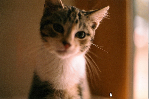 kittiesntitties.tumblr.com/post/2546494999/