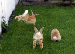 Dishwasherdance:  Nypmh:  Cutie Lil Bunny Butts  Haha Too Cute! If Only My Butt Was