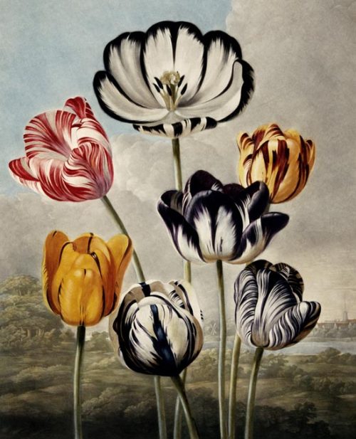 marsiouxpial: Tulipa gesneriana from Temple of Flora 1799 by Robert Thornton.