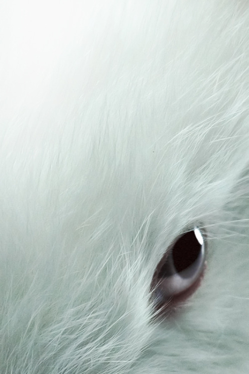 3leapfrogs:  aurorae:  Rabbit Eye by ~Color-OK on deviantART  •=• •=• •=• 