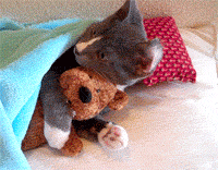 10 Reasons Why Life Would Be Better As A Cat: