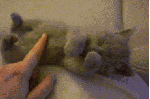 10 Reasons Why Life Would Be Better As A Cat:
