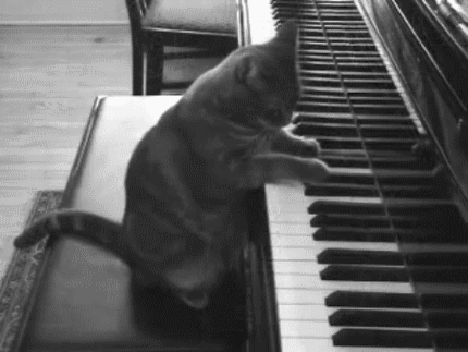 10 Reasons Why Life Would Be Better As A Cat: