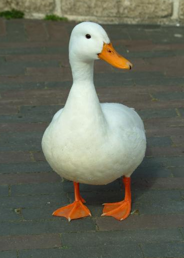 lets see how many notes this duck can get before 2011.