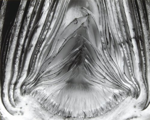 Artichoke Halved photo by Edward Weston, porn pictures