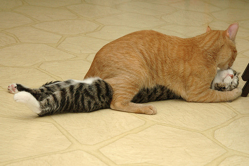 ohhhhhshit:  my cats do this :) 