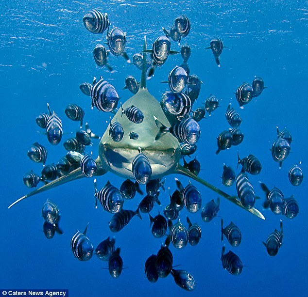 animals, animals, animals — PILOT FISH and WHITE TIP SHARK - ©Caters News