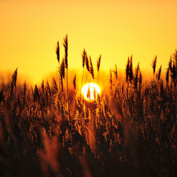 llbwwb:  Golden Grains by Edgar Barany 