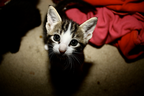 *~*~*~hi im a cat~*~*~*