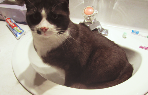 laurenjones:  badasschris:  This is Franky.When he’s thirsty, he will sit in the