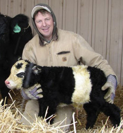 thedailywhat:  Adorable Abomination of the Day: A rare “panda cow” — a miniature cow with panda markings — born last Friday in Larimer County, Colorado, is said to be one of only 24 in the whole world. Farmer Chris Jessen, who breeds mini-cows