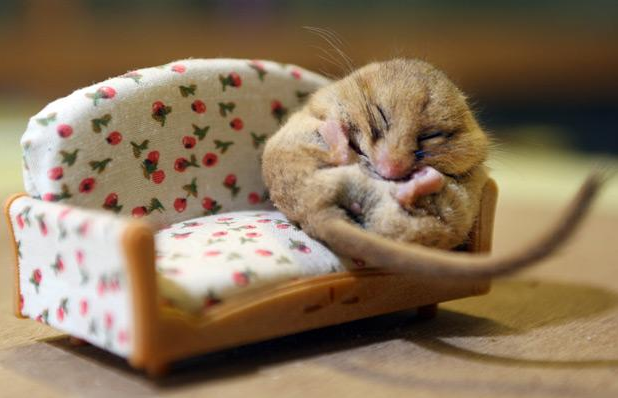 chopa:  sleepy dormouse | by Richard Austin 