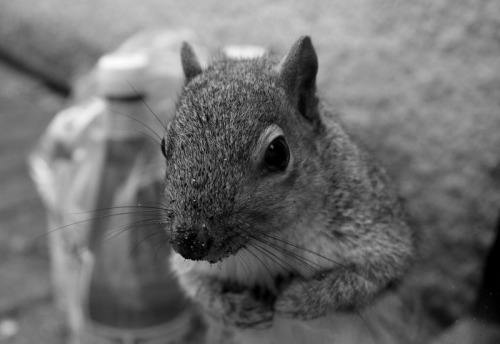 And finally&hellip;a picture of one of the incredible tame squirrels at Center Parcs. I&rsqu