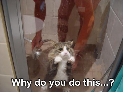 lmfao awww