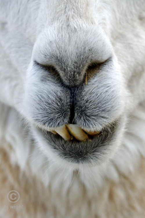 njwight:
“ “”
The highly entertaining snout of an alpaca–you know it made you laugh…if not floss your teeth.
“” ”