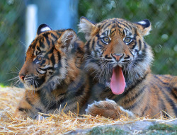 fuckyeahmothernature:  tiger cubs 4931 (by