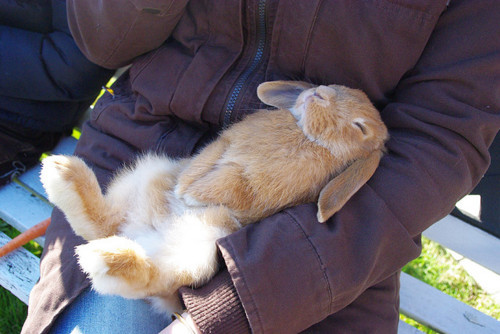rabbithugs:  jushoppin:  JUS GETTING DA POLICE CALLED ON ME; I’LL GO DOWN EASY, THOUGH BECAUSE I CANNOT RESIST A REST  aaaaaaaaaaaaaa 