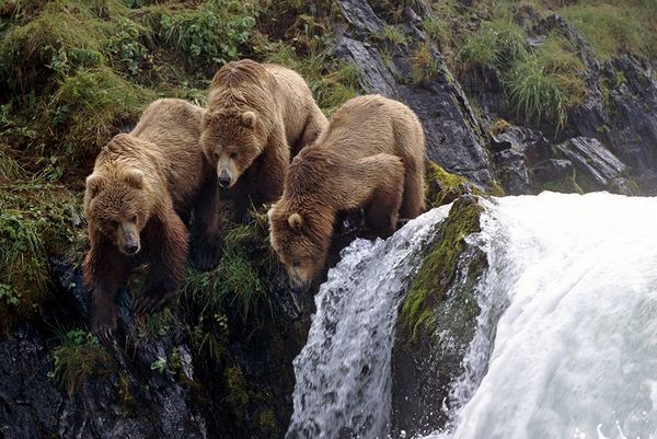 debbie-thornberry:  Kodiak Island, Alaska 
